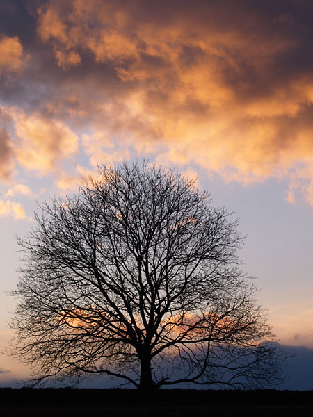 今日のクルミの木