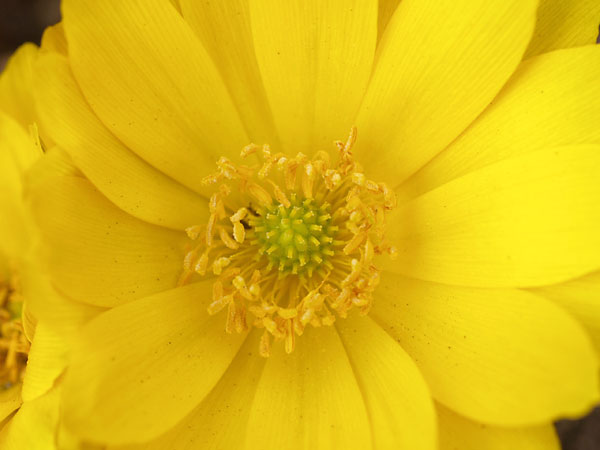 再びフクジュソウの花