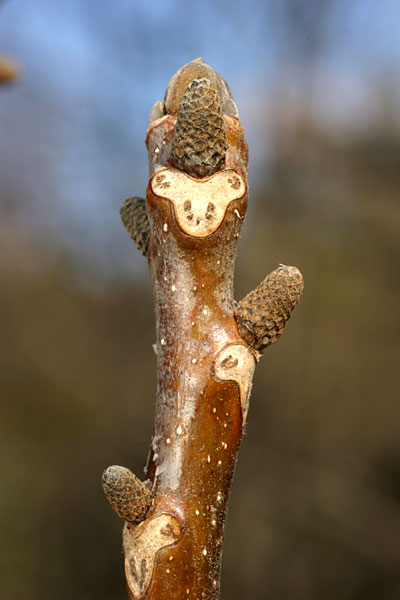 カシグルミの葉痕