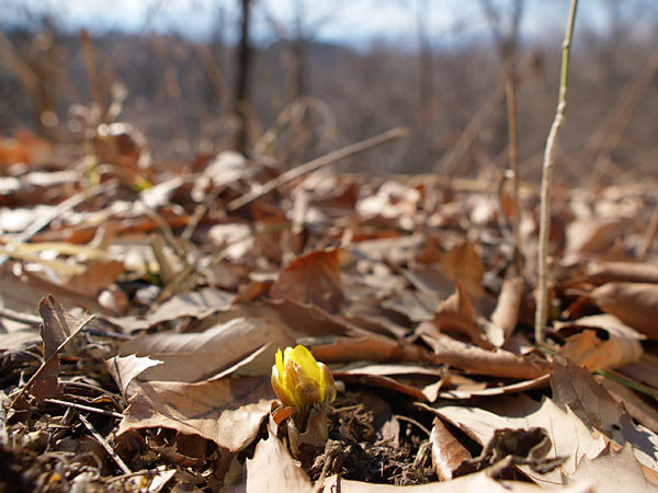 アトリエのフクジュソウ
