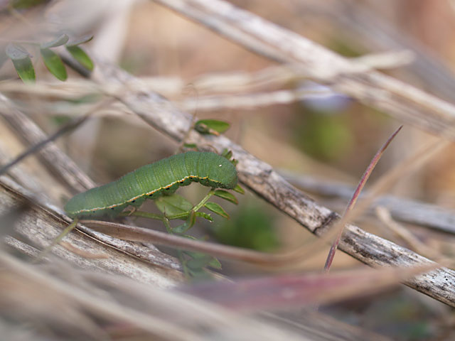 モンキチョウの幼虫