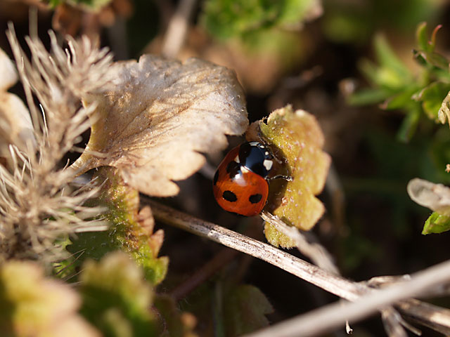 ナナホシテントウ
