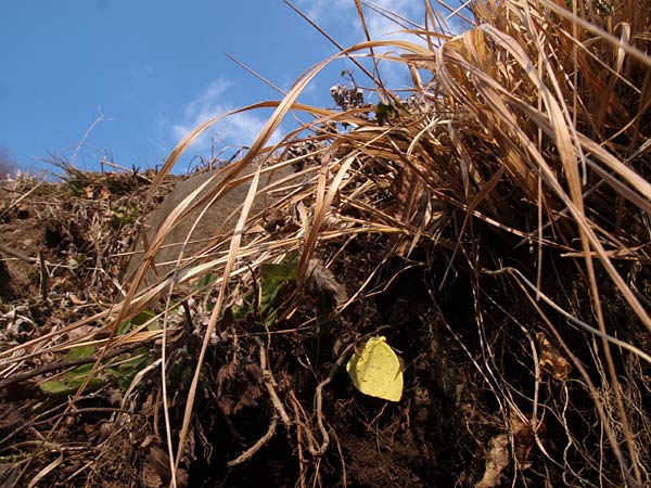 越冬中のキチョウ