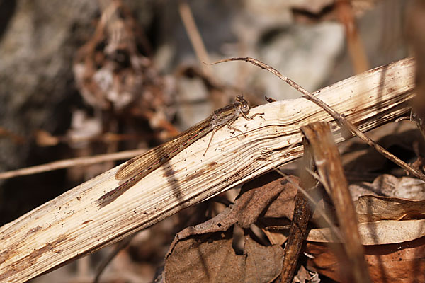 オツネントンボ