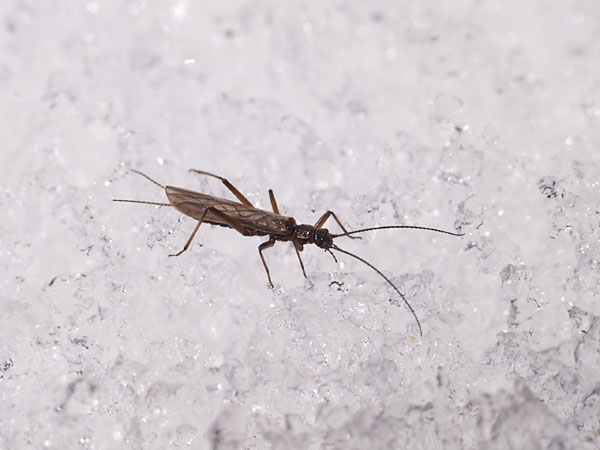 雪の上のカワゲラ