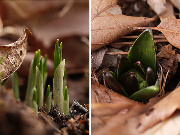 クロッカスとヒヤシンス