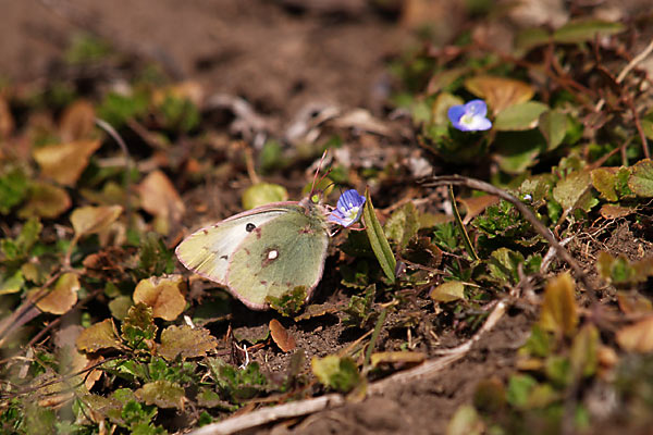 今年初のモンキチョウ