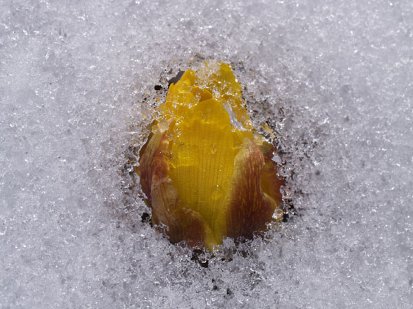 雪の中のフクジュソウ