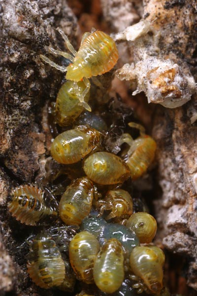 クヌギカメムシの幼虫