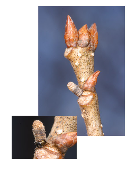 ミノムシのようなハムシの幼虫