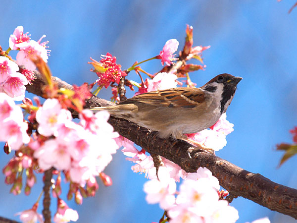 スズメとサクラ