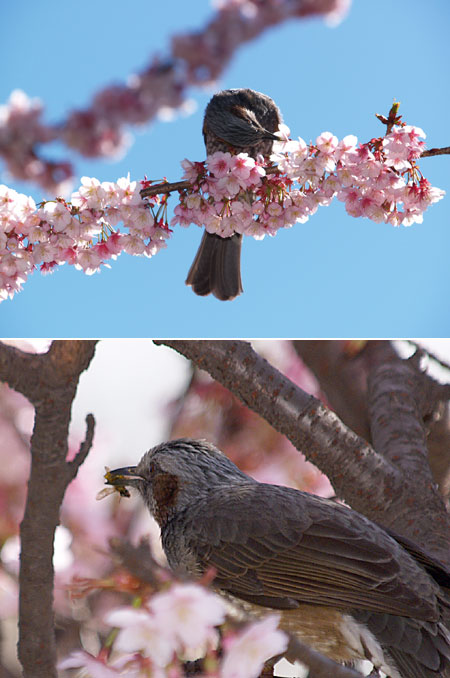 ミツバチを食べるヒヨドリ