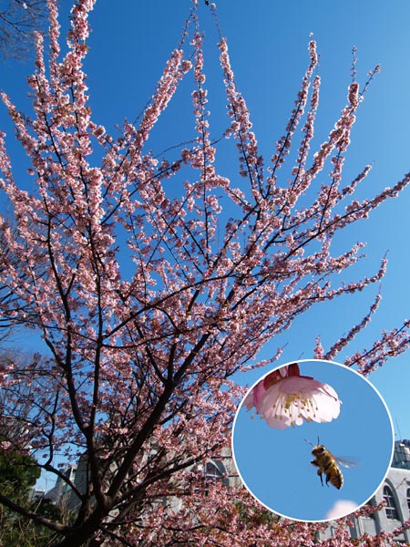 九段のカンザクラ