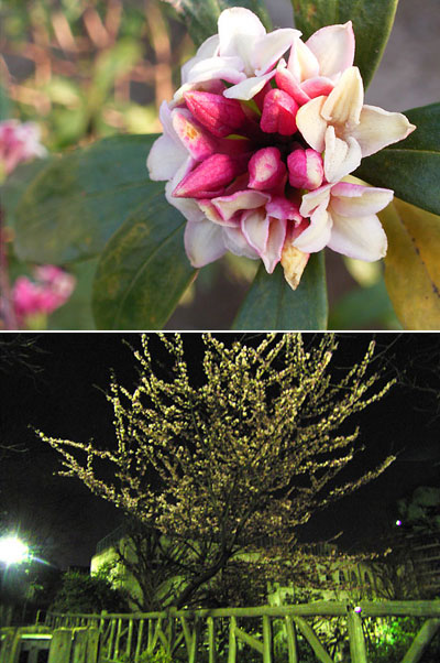 ジンチョウゲと夜桜