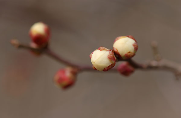 ウメのつぼみ