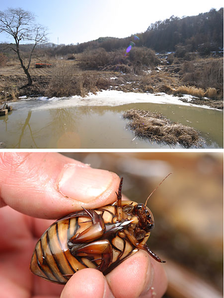 ため池のゲンゴロウ