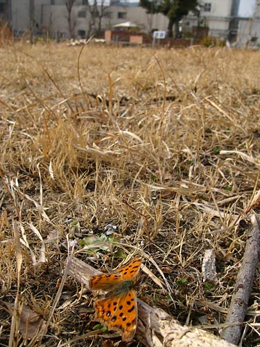 中目黒公園のキタテハ