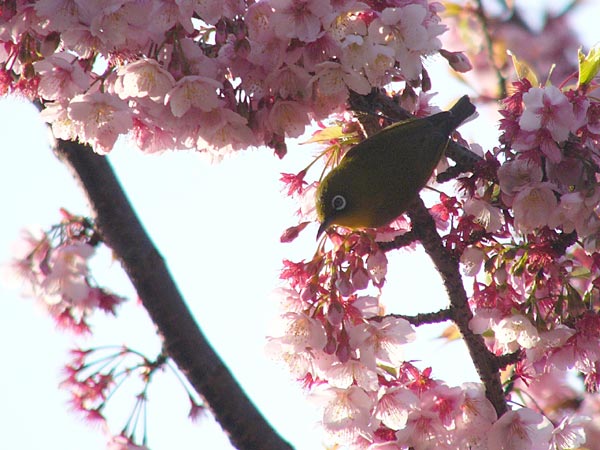 再びメジロとサクラ