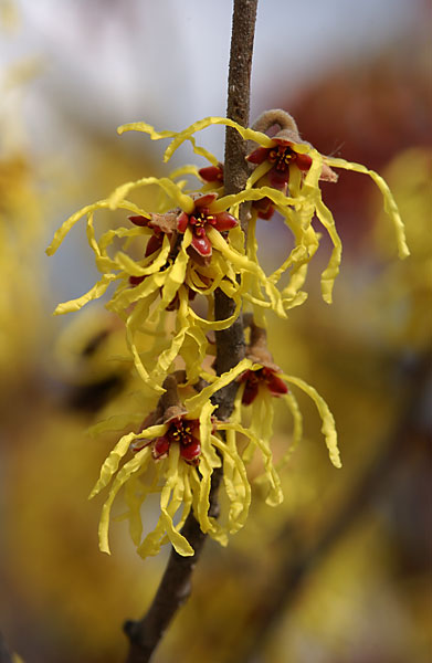 公園のマンサク