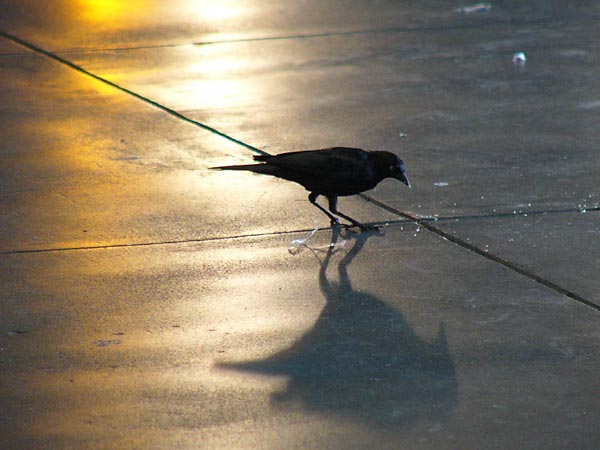 サンフランシスコ着