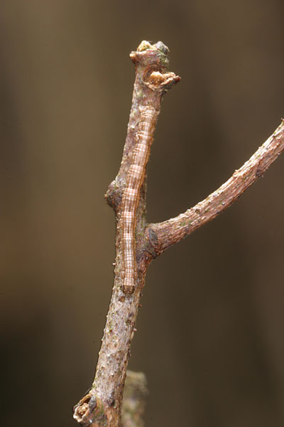 ノイバラのシャクトリムシ