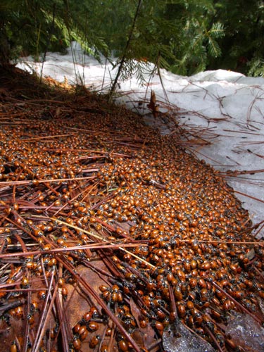 テントウムシの大集団