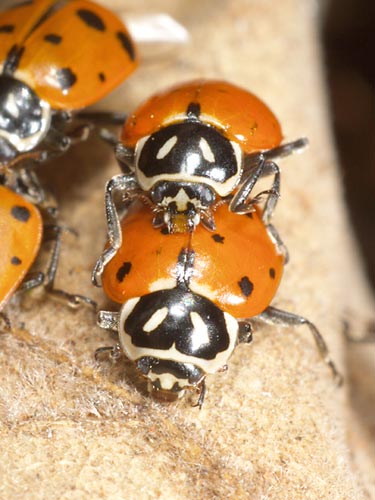 テントウムシの交尾