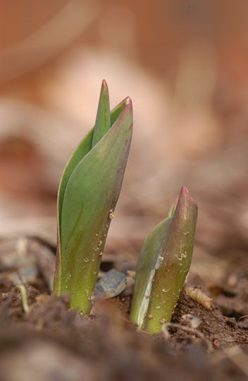 チューリップの芽