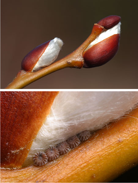 ネコヤナギとガの卵