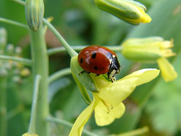 アメリカのナナホシテントウ