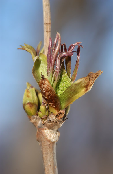 ニワトコの芽吹き