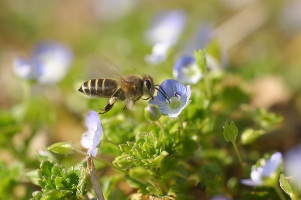 ミツバチとオオイヌノフグリ