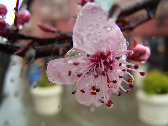 コヒガンザクラ？