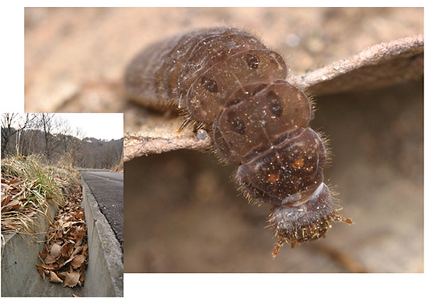 ジョウカイボンの幼虫