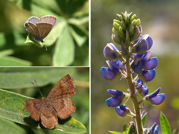 道ばたのチョウ