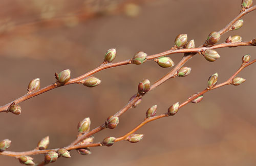 ユキヤナギの芽