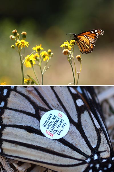 ラベルの付いたチョウ