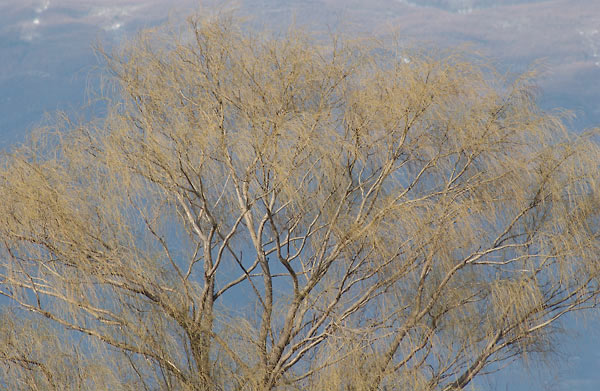 シダレヤナギの変化