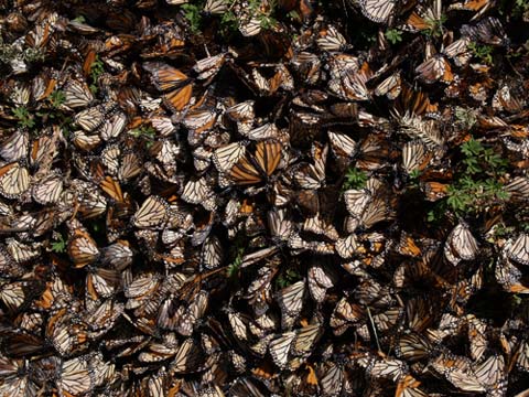 アメリカに戻れないオオカバマダラ