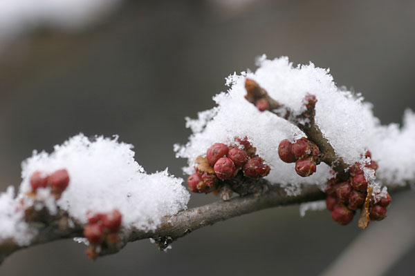 雪をかぶったクサボケ