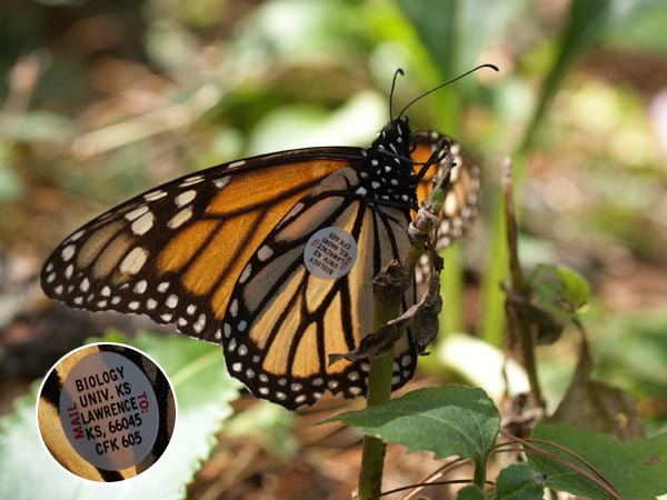 再びタグ付きのチョウ