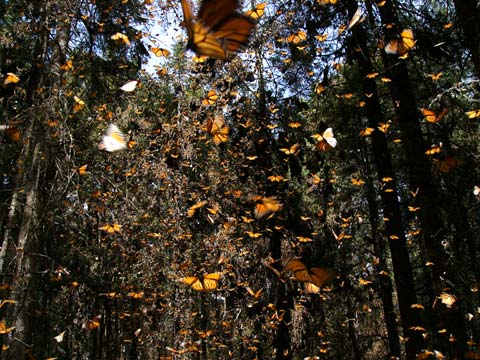 オオカバマダラの集団