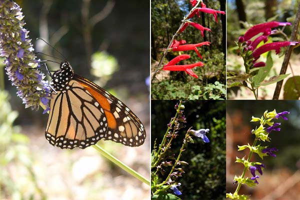 メキシコのサルビア