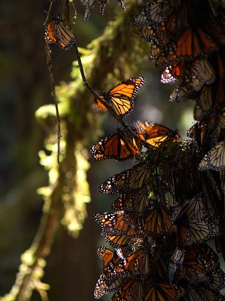 体を温めるチョウ