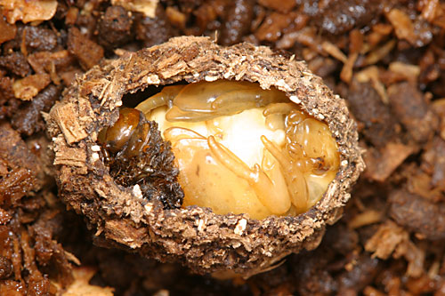 コガネムシの蛹