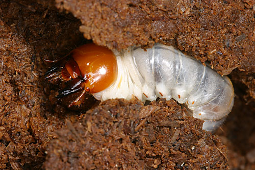 ノコギリクワガタの３齢幼虫