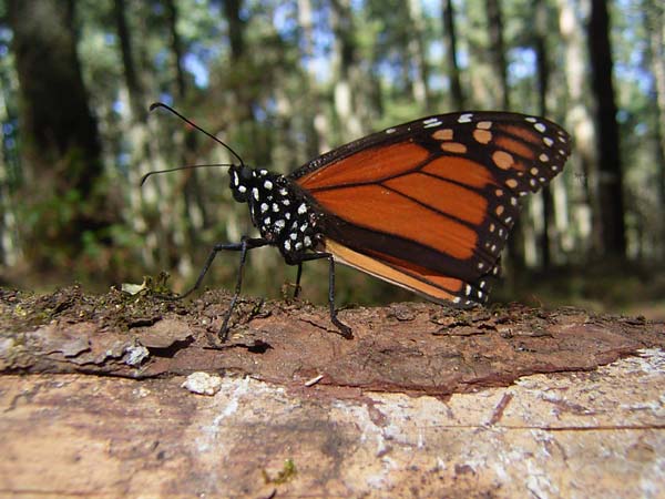 鳥に食べられた？オオカバマダラ