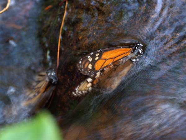 オオカバマダラの死