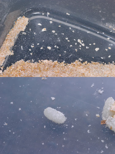 ミールワームの卵