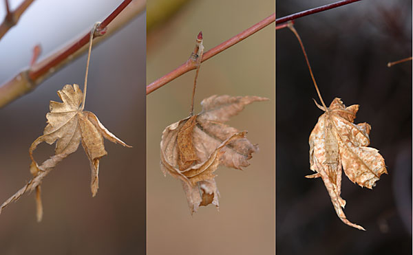 ミスジチョウの幼虫